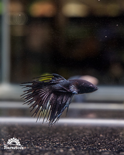 Poisson combattant aux nageoires élégantes nageant dans un aquarium adapté, disponible dans les jardineries Tournesols.